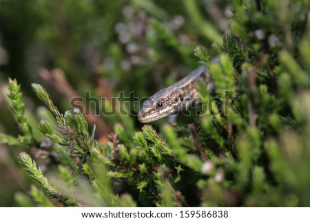 Common Lizard, Lacerta vivipara, single animal in Dorset