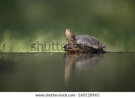European pond turtle, Emys orbicularis, single reptile by water, Hungary