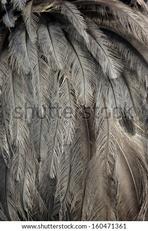Greater rhea,  Rhea americana, single bird feathers close up, Brazil