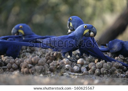 Hyacinth macaw,  Anodorhynchus hyacinthinus, group of birds feeding on floor, Brazil
