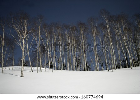 Trees in winter snow in Japan