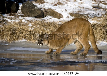 Puma or Mountain lion, Puma concolor, single cat in snow, captive