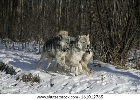 Grey wolf, Canis lupus, group of wolves on snow, captive