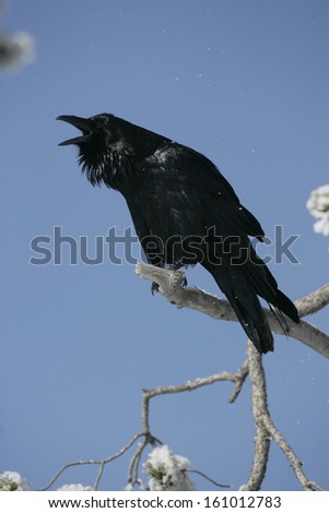 Raven, Corvus corax, single bird in frost covered tree, winter, Yellowstone, USA