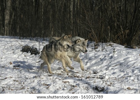 Grey wolf, Canis lupus, two wolves running on snow, captive
