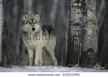 Grey wolf, Canis lupus, single mammal on snow, captive