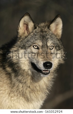Grey Wolf, Canis Lupus, Single Mammal Head Shot, Captive