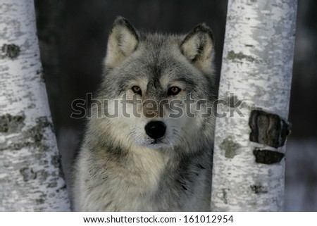 Grey wolf, Canis lupus, single mammal head shot, captive