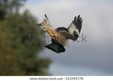 Red kite, Milvus milvus, single bird in flight, Wales, UK