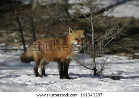 Red fox, Vulpes vulpes, single mammal on snow, captive, USA