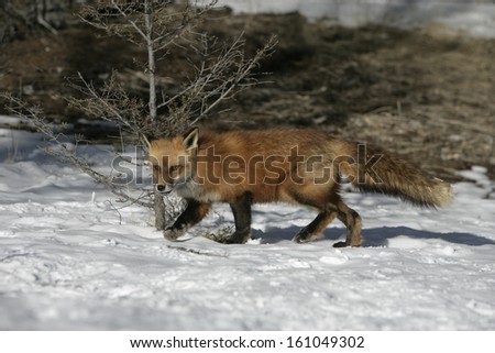 Red fox, Vulpes vulpes, single mammal on snow, captive, USA