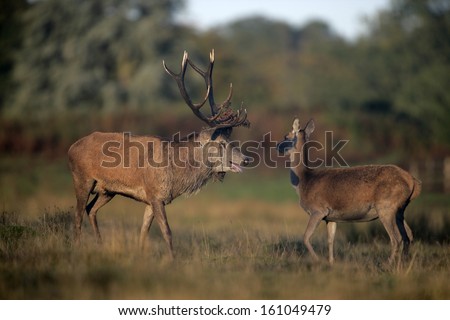 Red deer, Cervus elaphus, male and female on grass, Bradgate Park, Leicestershire