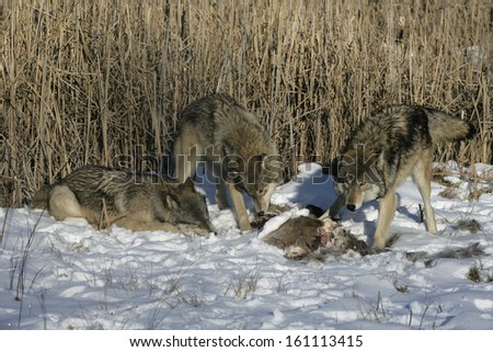 Grey wolf, Canis lupus, single mammal head shot, captive,