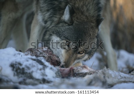 Grey wolf, Canis lupus, single mammal head shot, captive,