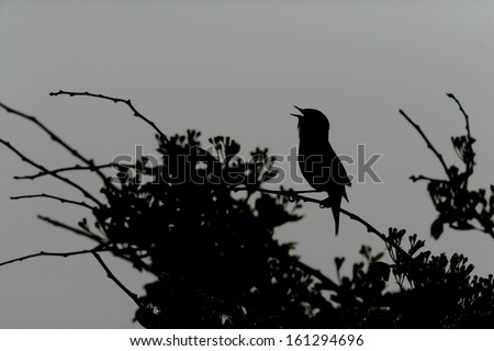 Sedge warbler, Acrocephalus schoenobaenus, single bird singing on branch backlit, Scotland