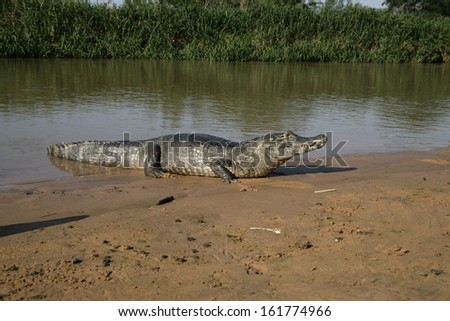 Spectacled caiman, Caiman crocodilus, single animal by water, Brazil