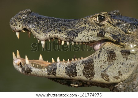 Spectacled caiman, Caiman crocodilus, single animal head shot, Brazil