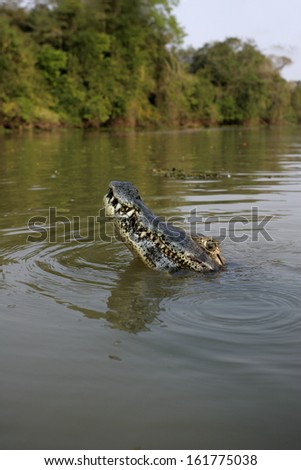 Spectacled caiman, Caiman crocodilus, single animal in water, Brazil