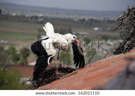 White stork, Ciconia ciconia, single bird displaying on nest on building roof, Spain
