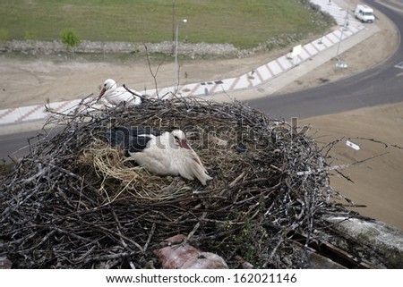 White stork, Ciconia ciconia, two birds on nest on building roof, Spain