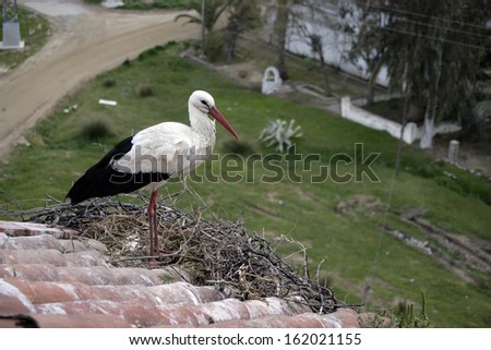 White stork, Ciconia ciconia, single bird on nest on building roof, Spain