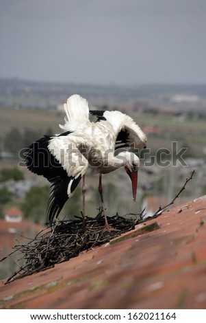 White stork, Ciconia ciconia, single bird displaying on nest on building roof, Spain