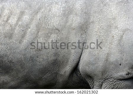 White rhino, Ceratotherium simum, single mammal skin details, captive