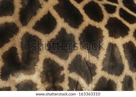 Giraffe, Giraffa camelopardalis, single mammal skin pattern detail, Tanzania