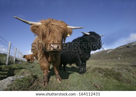 Highland cattle, single animal on grass,  Coll, Hebrides, Scotland