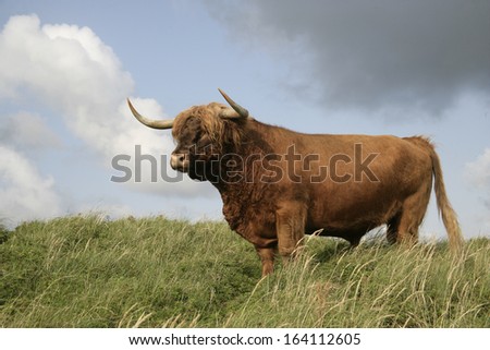 Highland cattle, single animal on grass, Texal, Netherlands