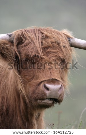 Highland cattle, single animal on grass, Texal, Netherlands