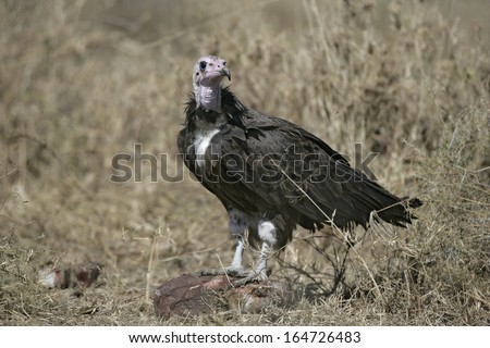 Hooded vulture,  Necrosyrtes monachus, single bird on floor, Tanzania