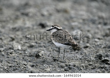 Kittlitz\'s plover, Charadrius pecuarius, single bird on ground, Tanzania