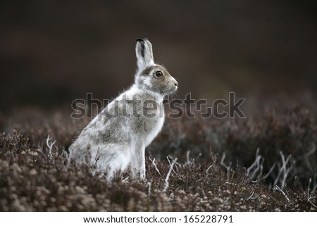 Mountain hare, Lepus timidus, single mammal on heather, spring coat, Scotland