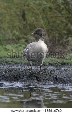 Pink-footed goose, Anser brachyrhynchus, single bird by water, Lancashire, UK