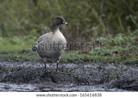 Pink-footed goose, Anser brachyrhynchus, single bird by water, Lancashire, UK