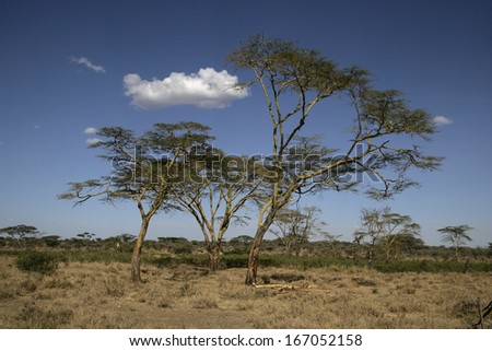 Yellow fever tree,  Acacia xanthophloea, Tanzania
