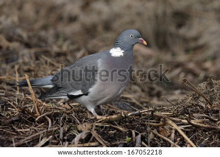 Wood pigeon, Columba palumbus, single bird on ground, UK