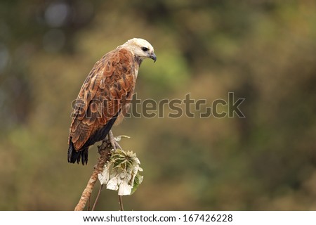Black-collared hawk, Busarellus nigricollis, single bird on branch, Brazil