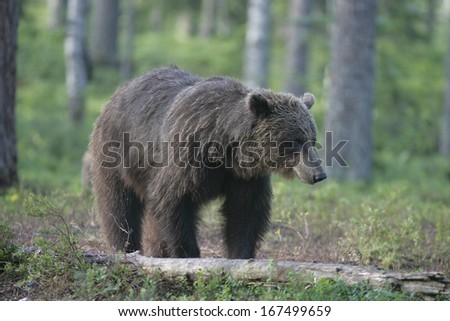 European brown bear, Ursus arctos arctos, single mammal in woodland, Finland