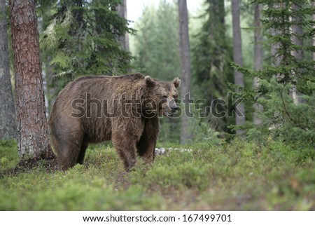 European Brown Bear, Ursus Arctos Arctos, Single Mammal In Woodland, Finland