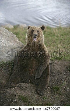 European brown bear, Ursus arctos, single mammal