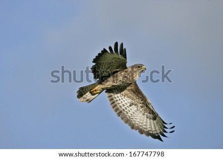Common buzzard, Buteo buteo, single bird in flight, Wales