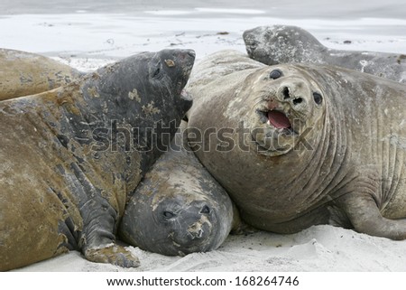 Southern elephant seal, Mirounga leonina, mammals on beach, Falklands