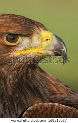 Golden eagle, Aquila chrysaetos, single bird head shot
