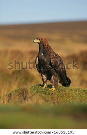 Golden eagle, Aquila chrysaetos, single bird on rock