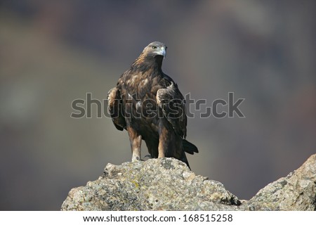Golden eagle, Aquila chrysaetos, single bird on rock, Bulgaria