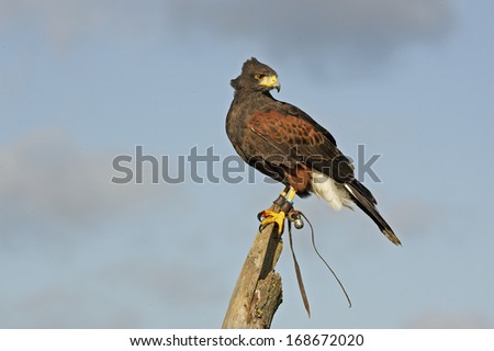 Harris hawk, Parabuteo unicinctus, single bird on branch, falconry bird with jessies on legs