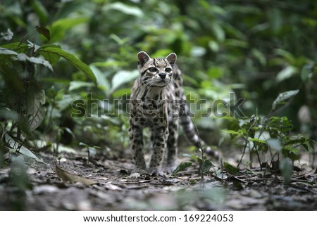 Margay or tiger cat or little tiger, Leopardus wiedii, single cat In Belize,
