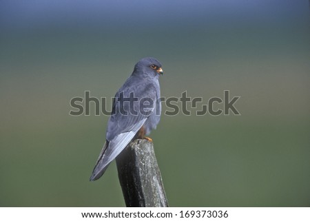 Red-footed falcon, Falco vespertinus, single male on post, Poland